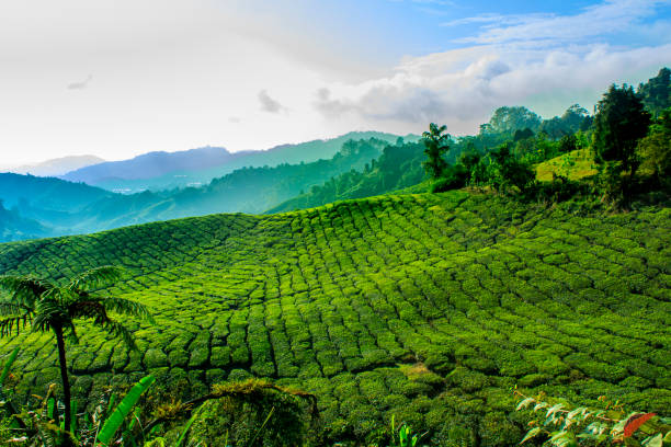 istock Tea Farm at Cameron Highlands 660173754