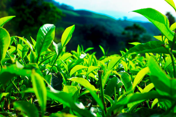 istock Tea Farm at Cameron Highlands 660173758
