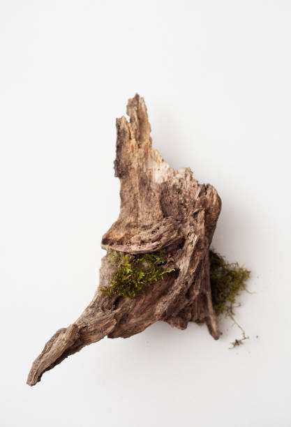 istock piece of wood and moss on a white background 660181664
