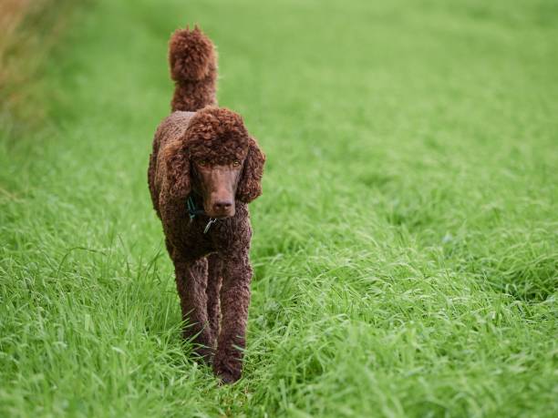 istock Brown poodle walking on the grass at summertime meadow 660181972