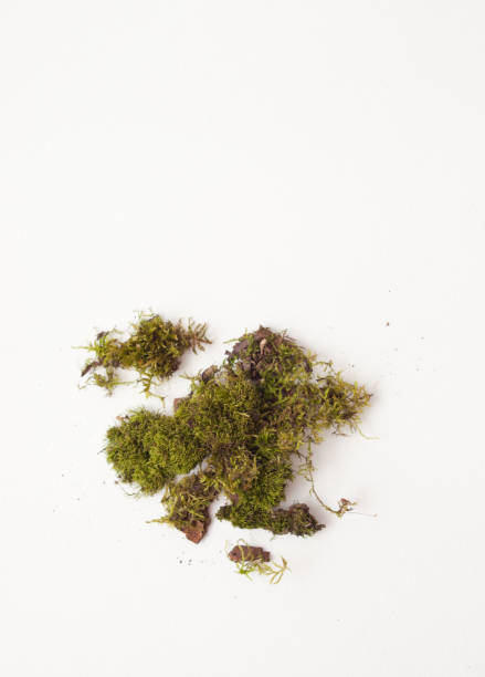istock Pieces of moss on a white background, moss decoration 660182036