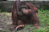 ausdruck-orang-utan.jpg?b=1&s=170x170&k=20&c=szaMxmJHSoi-43sktik9OHdzpGjEBHLhuUj02tvlvb8=