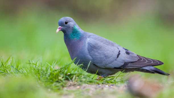 istock Stock dove in a lawn 660193062