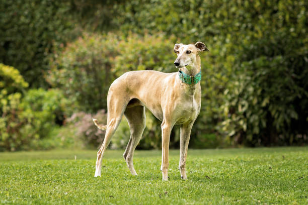 Spanish Greyhound (Canis familiaris) standing in the park portrait greyhound stock pictures, royalty-free photos & images