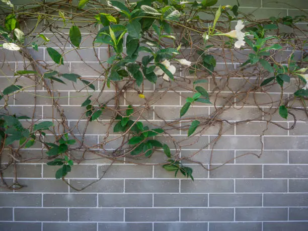 ivy and green leaves on wall