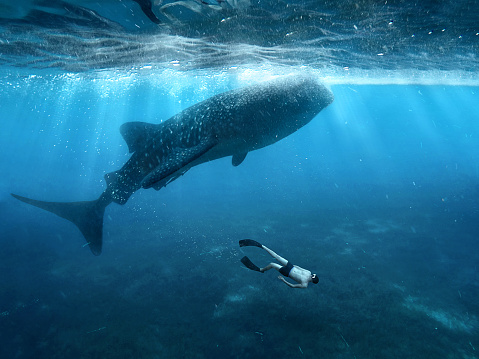 Underwater photographer swimming with whale sharks and makes selfie in the philippines