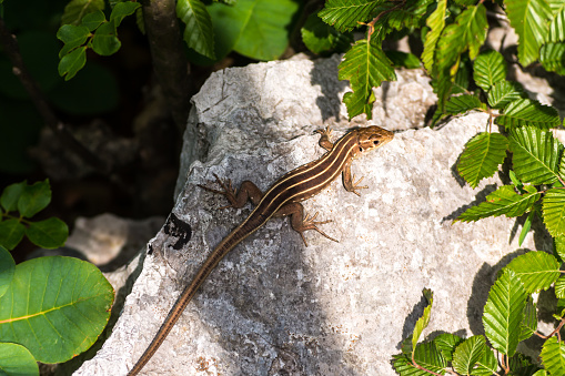 Three-lined small lizard on stone and green leafs around. A close up view of brown lizard with three lines on back warming up his body on rock in bright sunny day