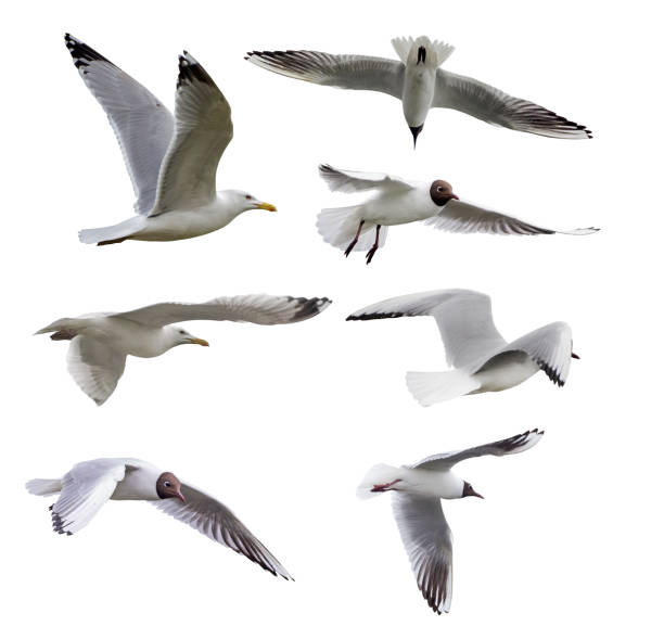 istock set of seven isolated seagulls 660223636