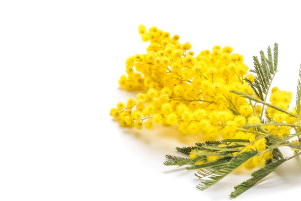 istock mimosa isolated on white background, women day 660223890