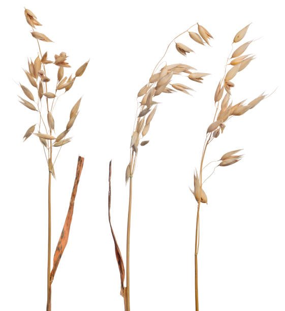 istock three brown dry ears of oat isolated on white 660224306