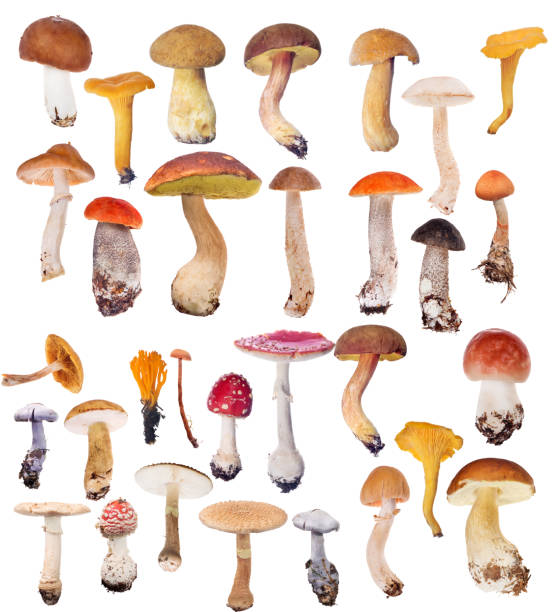 Different types of organic mushrooms isolated on white