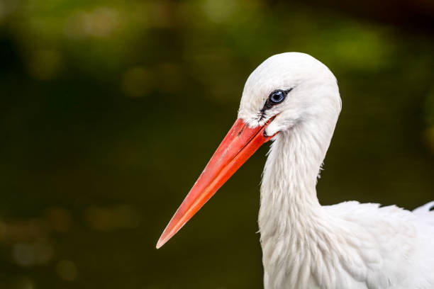 istock Portrait of stork at pond 660224394
