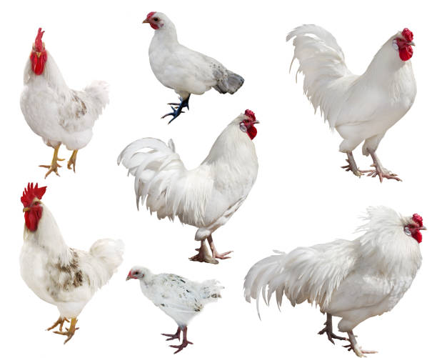 istock white roosters and chickens collection 660224634