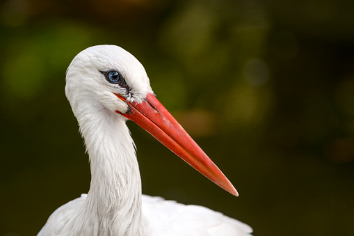 White stork on straw bale ( Ciconia ciconia )