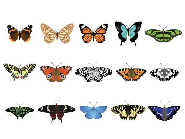 Vector illustration of Butterfly Set