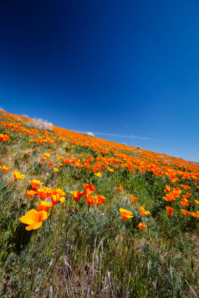 Wildflowers in Bloom California Antelope Valley Poppy Reserve Wildflowers in rare bloom in the desert antelope valley poppy reserve stock pictures, royalty-free photos & images