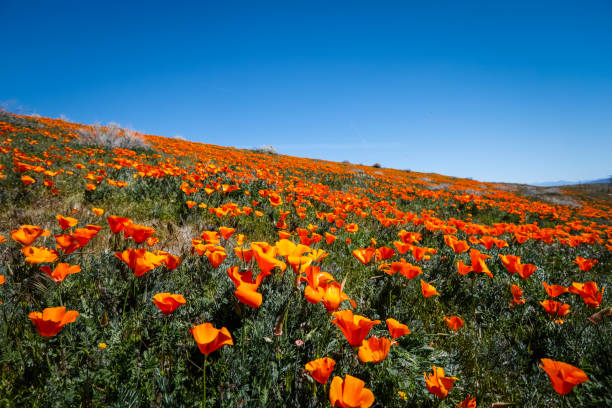 Wildflowers in Bloom California Antelope Valley Poppy Reserve Wildflowers in rare bloom in the desert antelope valley poppy reserve stock pictures, royalty-free photos & images
