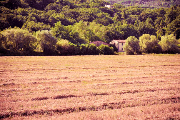 istock Tuscan countryside with cornfield in the foreground (Italy) 660237580