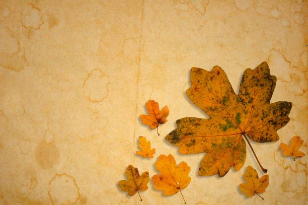 istock Autumnal maple leaves on old stained paper. 660238532