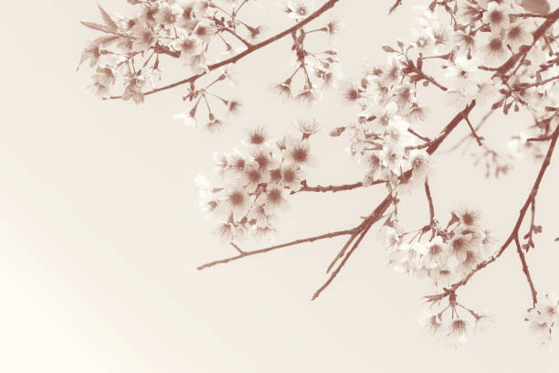 istock Sakura Flower or Cherry Blossom on brown tone color 660246830