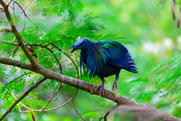 istock Caloenas Nicobarica Bird. 660248946