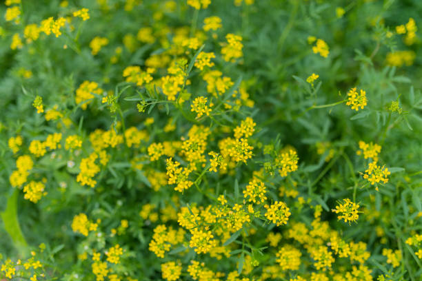istock In the garden on a sunny day. 660249198