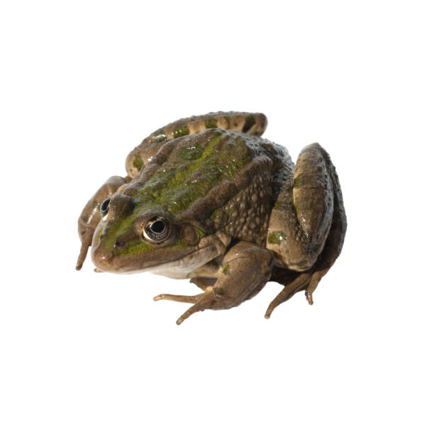 istock Edible Frog; Rana lessonae 660250354
