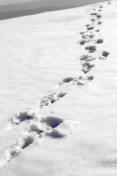 istock Steps in the snow on the mountain 660251542