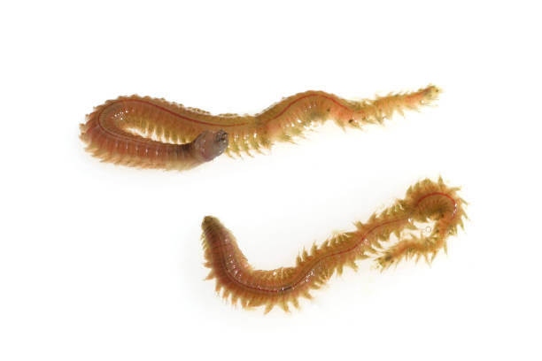 Lugworms  dig through the sandy beach on the coast