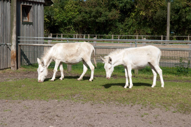 istock White; donkeys; Baroque-ass; 660264110