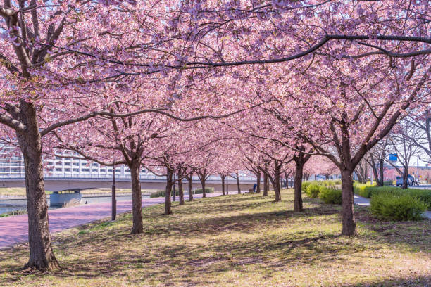 istock Tokyo landscape at spring in Japan (with cherry blossoms) 660274598