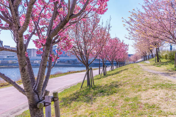 istock Tokyo landscape at spring in Japan (with cherry blossoms) 660274726