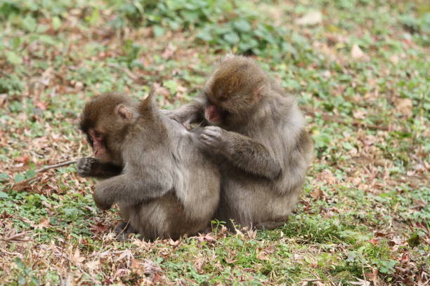 toilettage des singes sauvages japonais à beppu, oita, japon - livestrong photos et images de collection