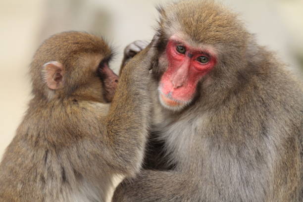 toilettage des singes sauvages japonais à beppu, oita, japon - livestrong photos et images de collection