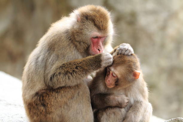 grooming wild Japanese monkeys in Beppu, Oita, Japan grooming wild Japanese monkeys in Beppu, Oita, Japan lance armstrong foundation stock pictures, royalty-free photos & images