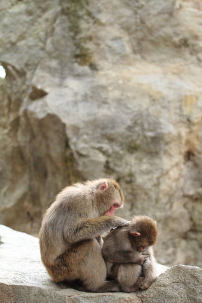 aliciamento de macacos selvagens japoneses, em beppu, oita, japão - livestrong - fotografias e filmes do acervo