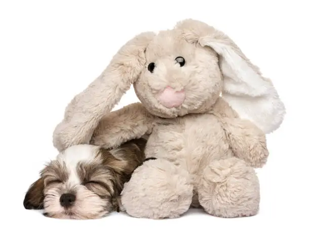 Little Havanese puppy dog sleeping with a rabbit plush toy - isolated on white background