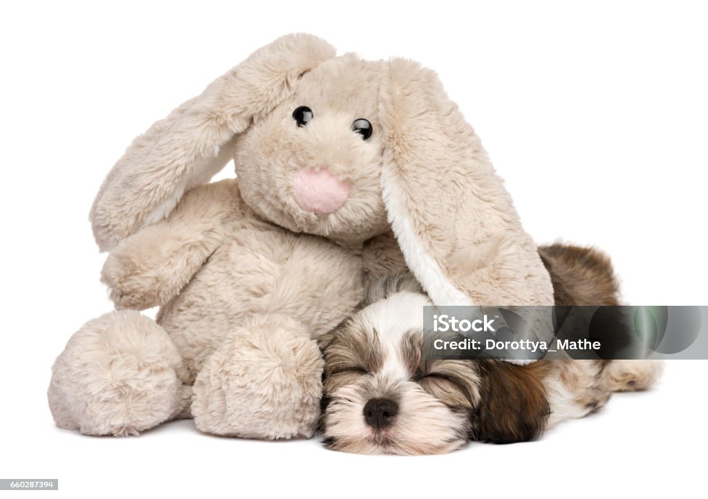 Little Havanese puppy dog sleeping with a rabbit plush toy Little Havanese puppy dog sleeping with a rabbit plush toy - isolated on white background Affectionate Stock Photo