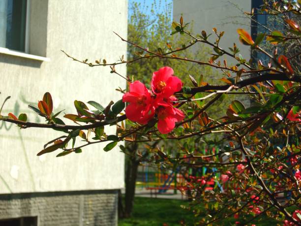 istock 911- Beautiful blooming red Chaenomeles bush 660295892