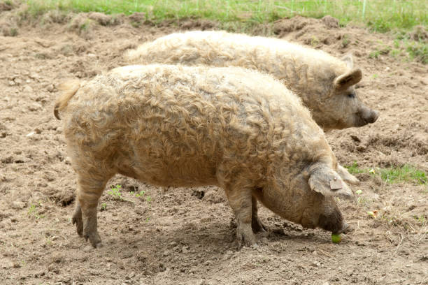 istock Wollschwein; Mangalica; Hungary; mangalitsa 660297700