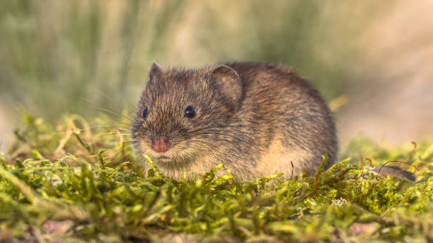 istock Bank vole in natural habitat 660298076