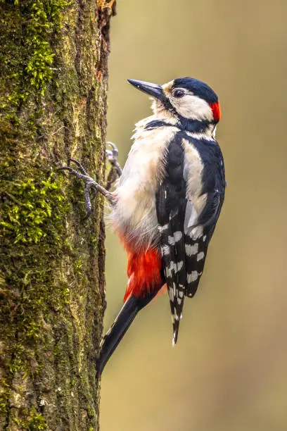 Great spotted woodpecker (Dendrocopos major) vertically perched on a tree in typical position. This black, white with red forest bird is distributed throughout Europe and Northern Asia.