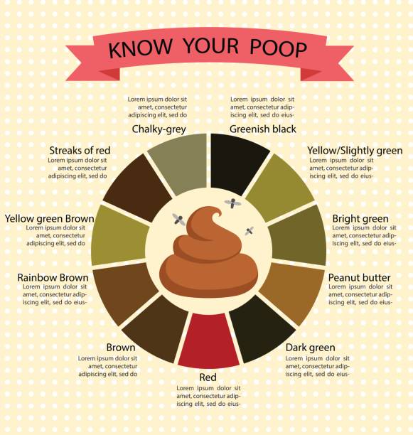 poop стул цвет изменения цвет диаграмма и смысл, здоровая концепция - care baby color image people stock illustrations