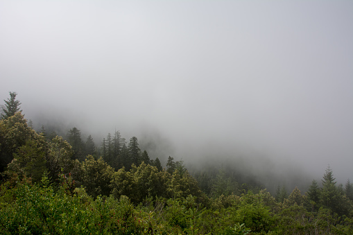 Fog over the forest in Redwood, California