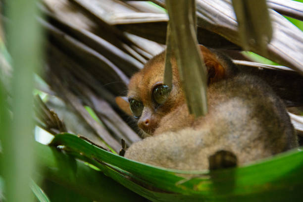 Slow Loris on Bohol Island, Philippines Slow Loris on Bohol Island, Philippines lory photos stock pictures, royalty-free photos & images