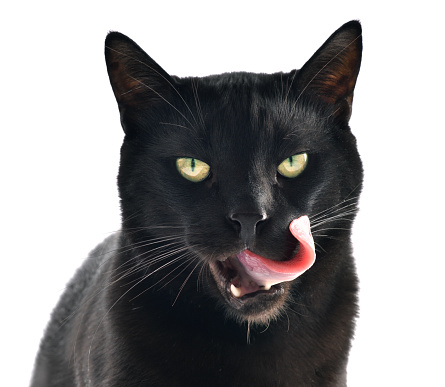 Cute adult black cat looking at camera and licking. Isolated on white.