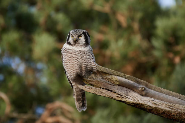 coruja-do-norte (surnia ulula) - northern hawk owl - fotografias e filmes do acervo