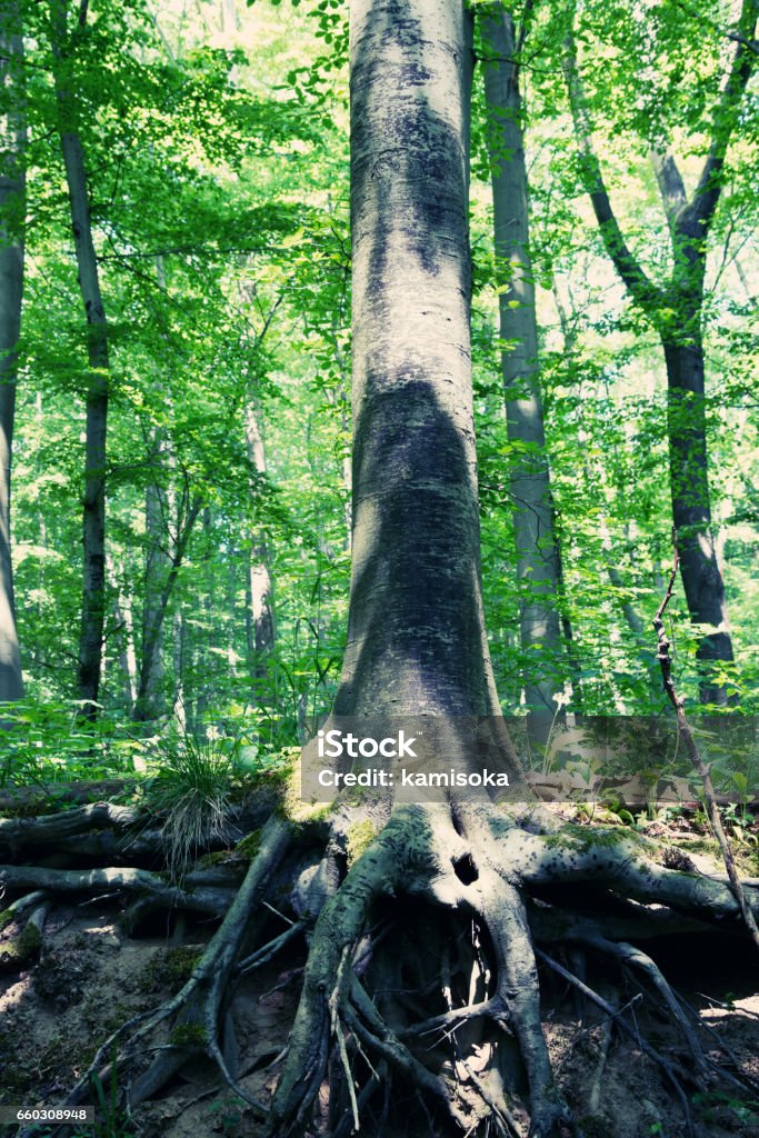 Forest With Roots Tree Roots In Forest Stock Photo - Download Image Now - Aging Process ...