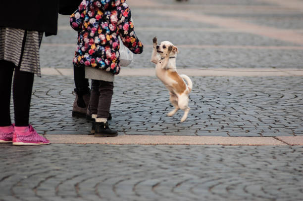 istock Puppy at the Palace 660311664