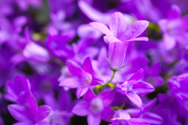 istock Bright purple Campanula flowers, close-up 660311728